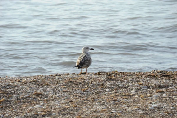 Espanha Gaivotas Mediterrâneo — Fotografia de Stock