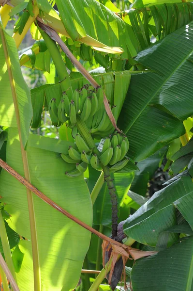 Bananeira Tropical Planta Exótica — Fotografia de Stock