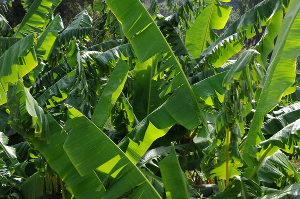 Τροπική Μπανάνα Πράσινα Φύλλα — Φωτογραφία Αρχείου