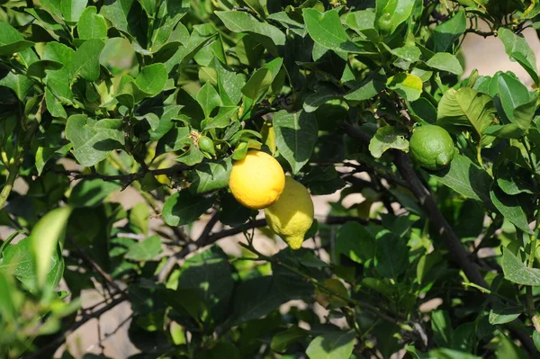 Espanha Limões Árvore — Fotografia de Stock
