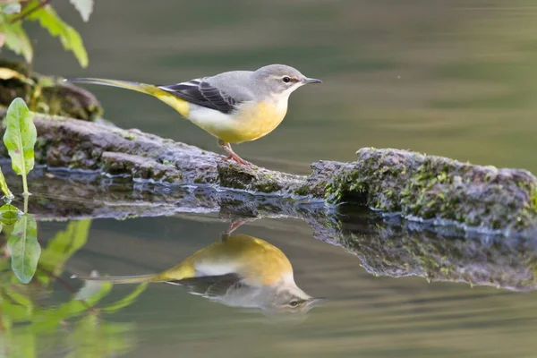 Observation Des Oiseaux Oiseau Mignon Nature Sauvage — Photo