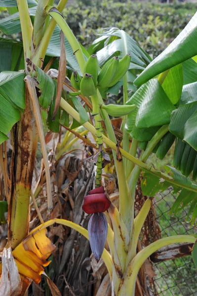Bananier Tropical Aux Feuilles Vertes — Photo