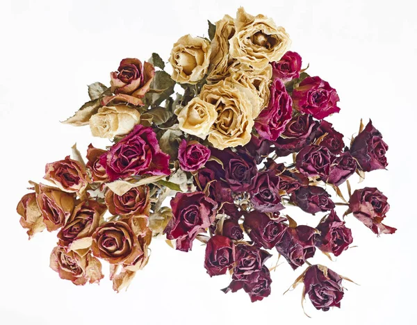 Букет Сушеных Роз — стоковое фото