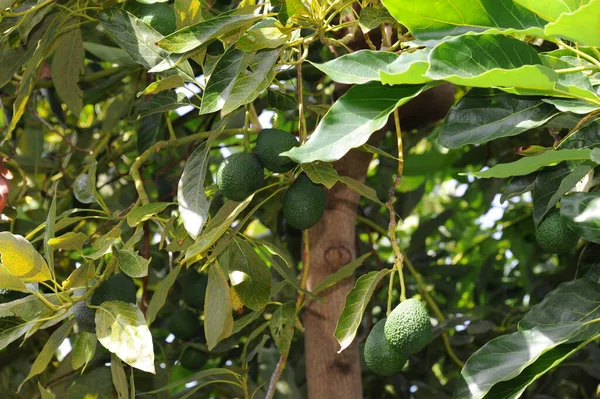 Spain Avokados Baum — стокове фото