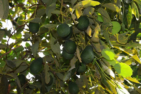 España Aguacates Árbol — Foto de Stock