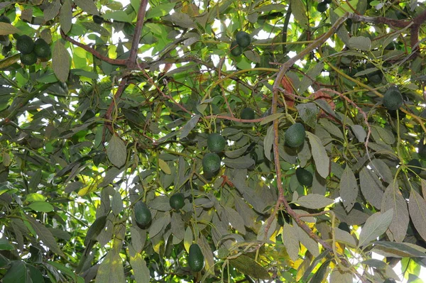 Spagna Avocado Albero — Foto Stock