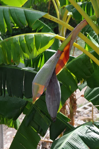 Tropical Banana Tree Green Leaves — Stock Photo, Image