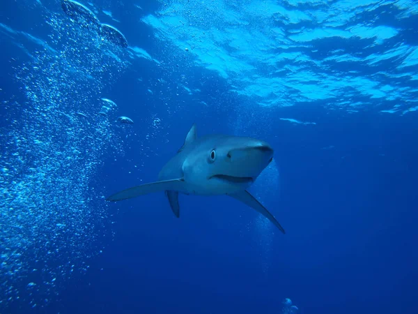 Blauhai Largo Delle Azzorre — Foto Stock