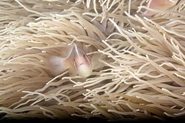 this anemones perch maintains close contact with its host