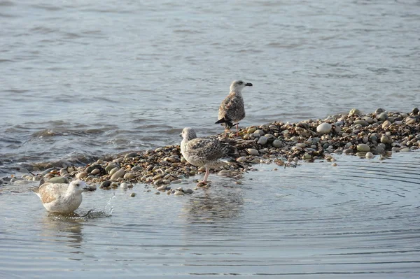 Vue Panoramique Magnifiques Goélands Oiseaux — Photo