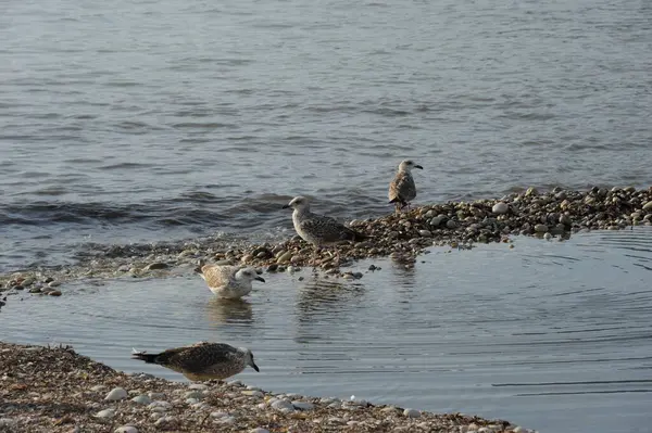 Scenic View Beautiful Gulls Birds — Stock Photo, Image