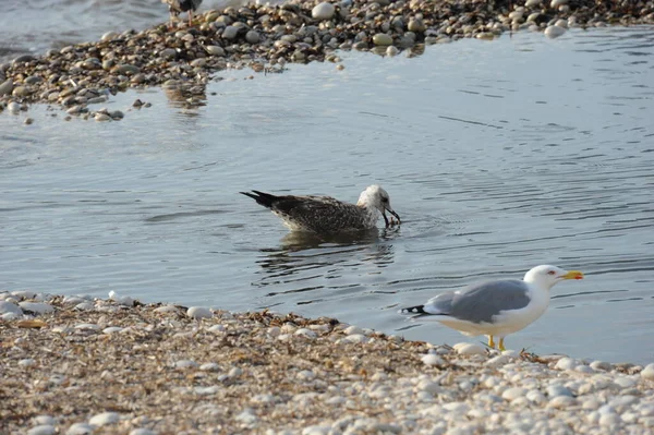 Vue Panoramique Magnifiques Goélands Oiseaux — Photo