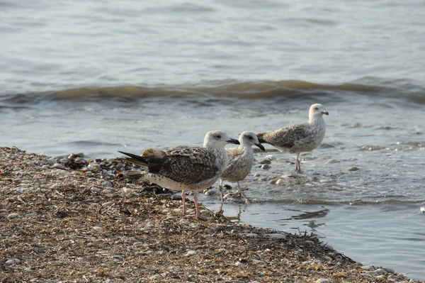 Vue Panoramique Magnifiques Goélands Oiseaux — Photo