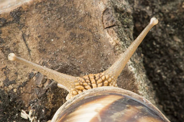 Caracol Corteza Del Árbol Captura Estudio —  Fotos de Stock