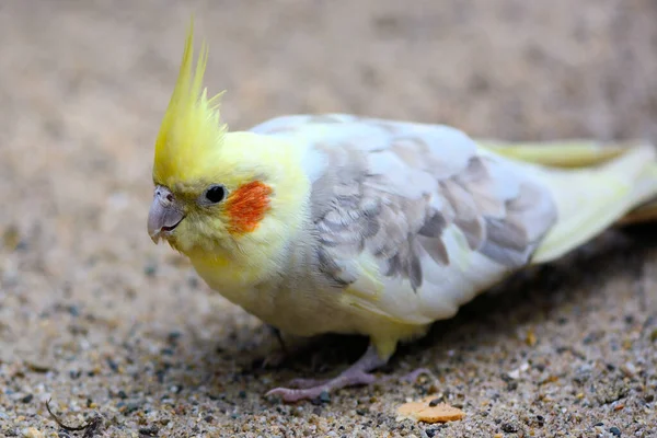 Vista Panorâmica Belo Pássaro Cockatiel — Fotografia de Stock