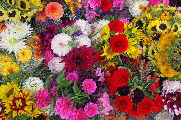 Вид Красивые Весенние Цветы — стоковое фото