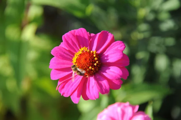 Flores Otoño Pavo — Foto de Stock