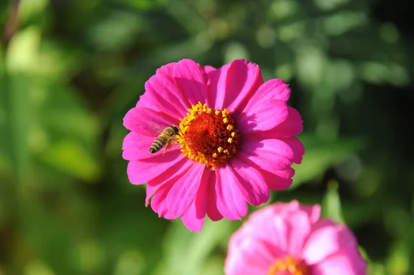 Herfstbloesems Kalkoen — Stockfoto