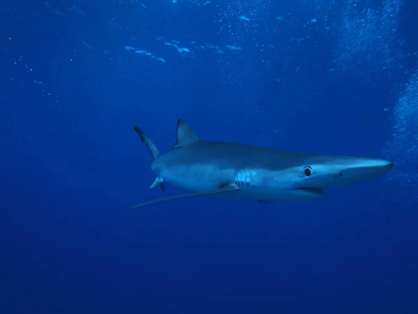 Rekiny Niebieskie Poza Azorami — Zdjęcie stockowe