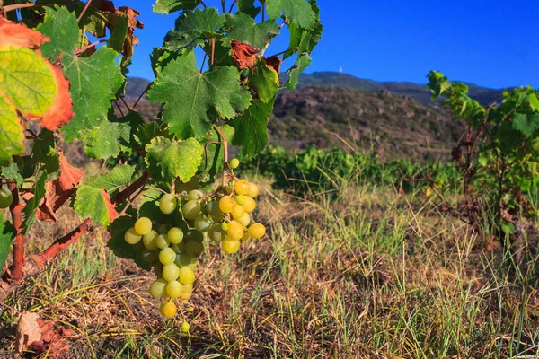 Vista Plantas Zibibbo Mascate Alexandria Uva Vinho Branco Pantelleria — Fotografia de Stock