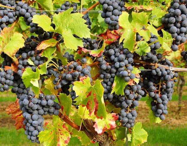 Agriculture Plants Grape Trees — Stock Photo, Image