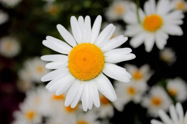 Camomilas Bonitas Brancas Canteiro Flores — Fotografia de Stock