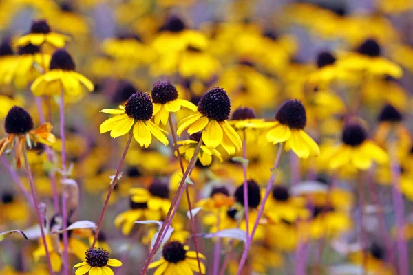 Coneflower Rudbeckia Triloba Outubro — Fotografia de Stock