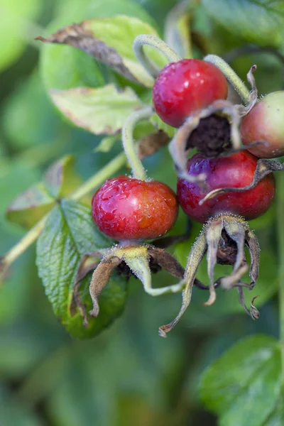 Różane Biodro Owoce Kroplami Rosy Ujęciu Makro — Zdjęcie stockowe