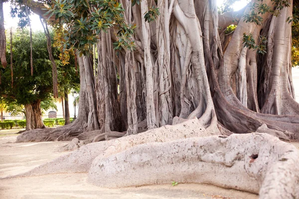 Vista Árvore Grande Ficus Palermo — Fotografia de Stock