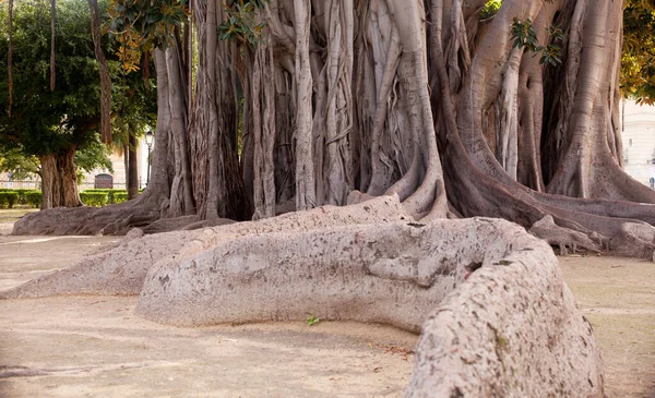 Vista Del Gran Ficus Palermo —  Fotos de Stock