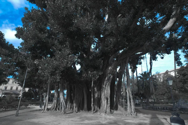 Vista Del Gran Ficus Palermo —  Fotos de Stock