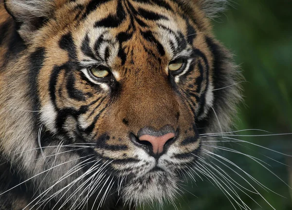 野生のトラやネコの捕食者 — ストック写真