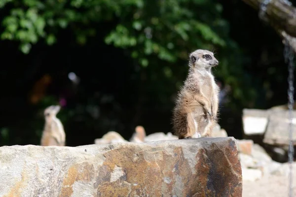 Hewan Meerkat Suricata Suricatta — Stok Foto