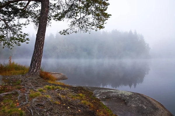 Morgondimma Damm — Stockfoto