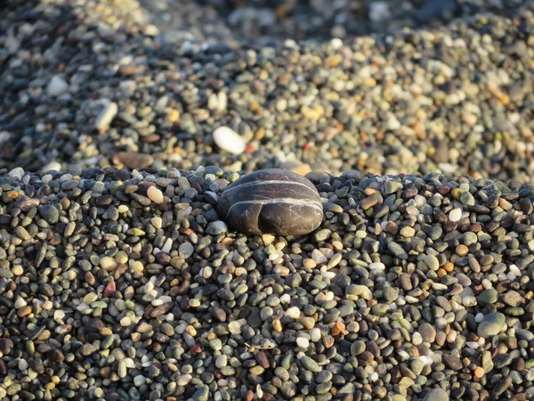 Tengeri Kavicsos Strand Kövekkel Kagylókkal — Stock Fotó