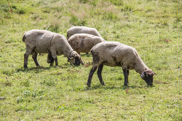 牧草地で羊を剃り — ストック写真