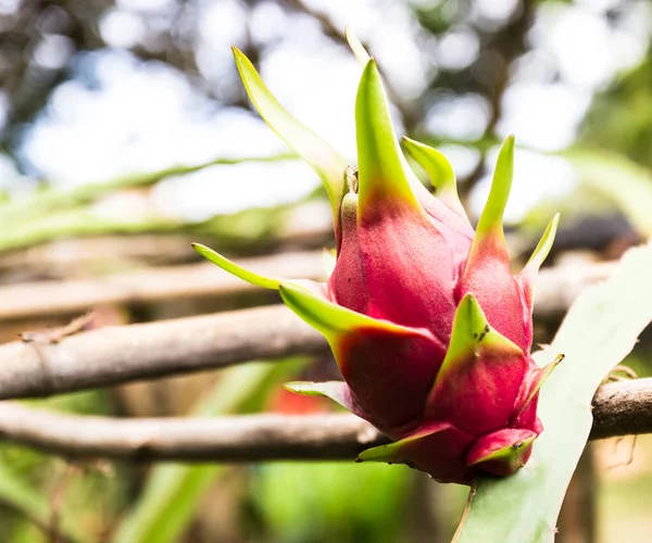 Vivid Vibrant Dragon Fruit Tree — Stock Photo, Image