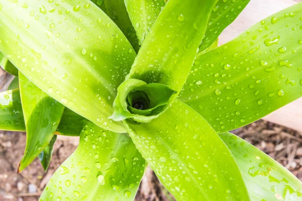 Vízcsepp Zöld Szent Levél Thaiföldön Háztartási Növény — Stock Fotó