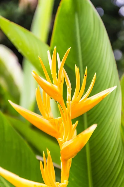 Heliconia Bloem Tuin — Stockfoto