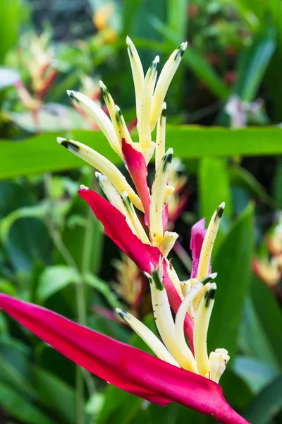 Квітка Геліконії Розквітає Саду Квітах Передгір — стокове фото