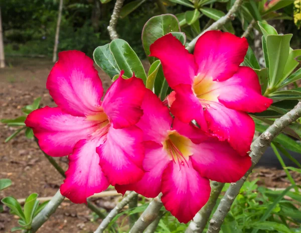 赤い砂漠のバラの花が咲き 背景に花を咲かせます — ストック写真