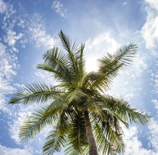 Coconut Tree Sunny Blue Sky — Stock Photo, Image