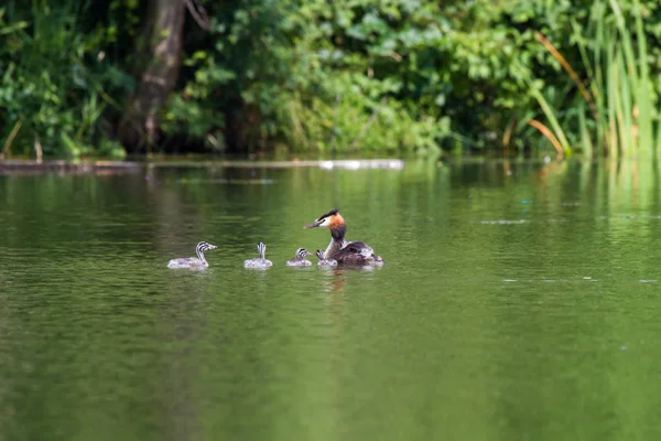 Grebes Com Pintos Flutuando Uma Lagoa Uncrested Grebe Chicks Swims — Fotografia de Stock