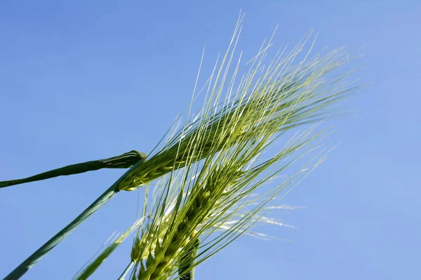 Green Rye Awns — Stock Photo, Image