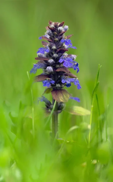 Púrpura Ajuga Reptans Planta — Foto de Stock