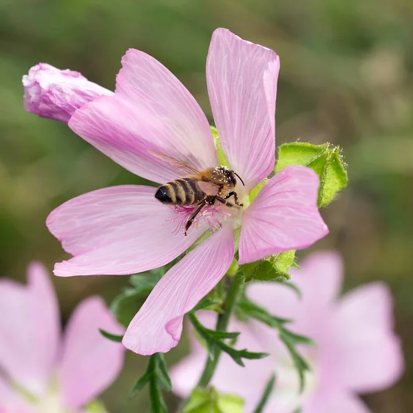 Honigbiene Auf Moschus Malve Honingbij Muskus Mallow — Stockfoto