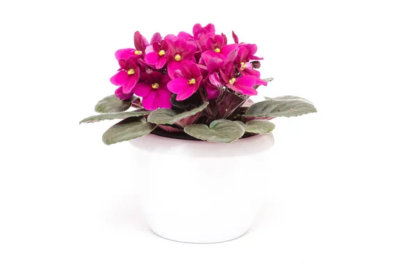 Usambara Violeta Com Flores Roxas Branco Pot — Fotografia de Stock