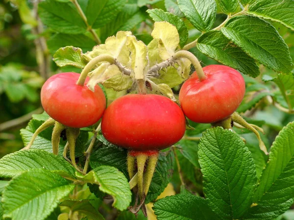 Piękne Botaniczne Ujęcie Naturalna Tapeta — Zdjęcie stockowe