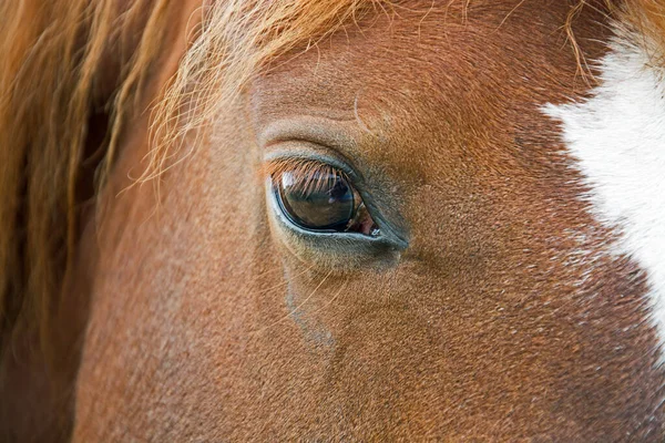 Niedliches Pferd Wilder Natur — Stockfoto