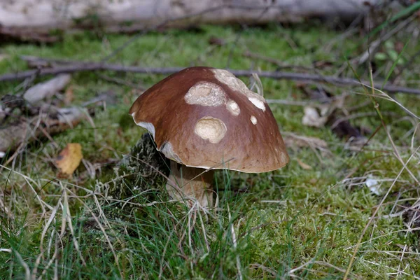 Hongo Piedra Boletus Edulis — Foto de Stock